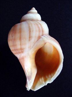 Chorus giganteus shell.JPG