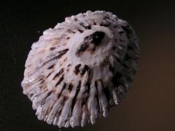 Collisella atrata 002.jpg