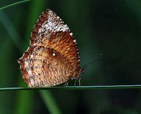 Common Palm Fly I3 IMG 6162.jpg