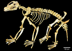 Composite Nimbadon lavarackorum skeleton from AL90, Riversleigh - journal.pone.0048213.g001.png