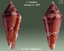 Conus dondani 1.jpg