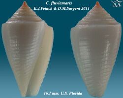 Conus fluviamaris 5.jpg