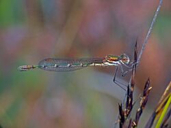 Cup ringtail damselfy Austrolested psyche (37325196754).jpg