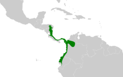 Cyphorhinus phaeocephalus map.svg