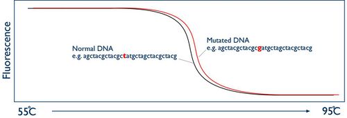 DNA melting scematic curve 2.jpg