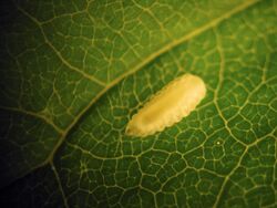 Dasineura pellex larva.jpg