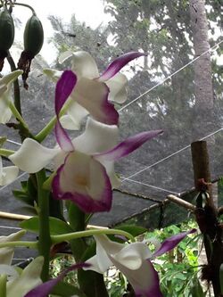 Dendrobium taurinum.jpg