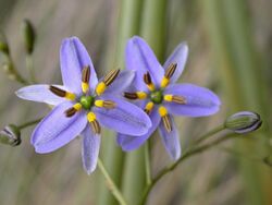 Dianella admixta (24904973561).jpg