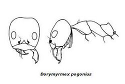 Dorymyrmex pogonius.jpg