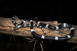 Dryocalamus davisonii - Common bridle snake.jpg