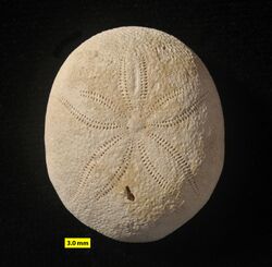 Echinolampas ovalis M Eocene Civrac-en-Médoc France.JPG