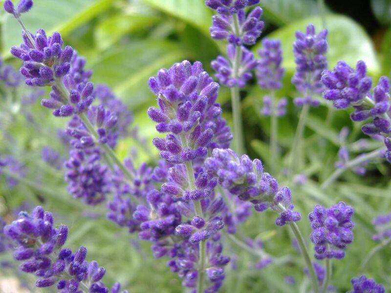 File:English Lavender.JPG