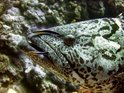 Epinephelus tukula is cleaned by two Labroides dimidiatus.jpg