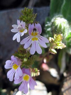 Euphrasia salisburgensis 02.jpg