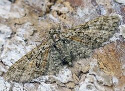 Eupithecia abbreviata01.jpg