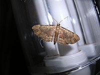 Eupithecia monticolans1.jpg