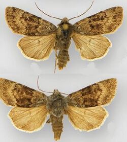 Euxoa apopsis male (top) female (bottom).JPG