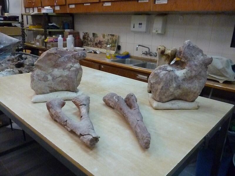 File:Fósiles del titanosauria del Chubut en el Museo Egidio Feruglio de Trelew 21.JPG