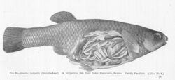 FMIB 51559 Goodea luitpoldi (Steindachner) A viviparous fish from Lake Patzcuaro, Mexico Family Paciliidae.jpeg