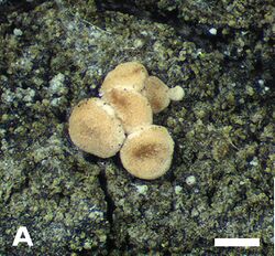Fennoscandian crustose lichens (10.3897-mycokeys.25.13375) Figure 1A.jpg