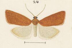 Fig 24 MA I437626 TePapa Plate-XXVII-The-butterflies full (cropped).jpg