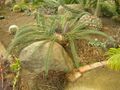 Flickr - brewbooks - Cycads in the greenhouse - Paloma gardens (1).jpg