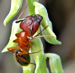 Florida carpenter ant.jpg