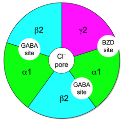 Figure of the GABAA receptor complex where the five subunits (two alpha, two beta, and one gamma) are symmetrically arranged in a pentagon shape about a central ion conduction pore. The location of the two GABA binding sites are located between the alpha and beta subunit, while the single benzodiazepine binding site is located between the alpha and gamma subunits.