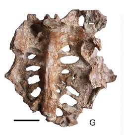 Gargantuavis holotype pelvis.jpg