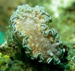 Glossodoris hikuerensis2.jpg