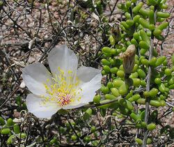 Grahamia bracteata (8677478446).jpg