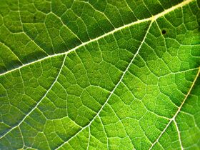 Grapevine leaf.jpg