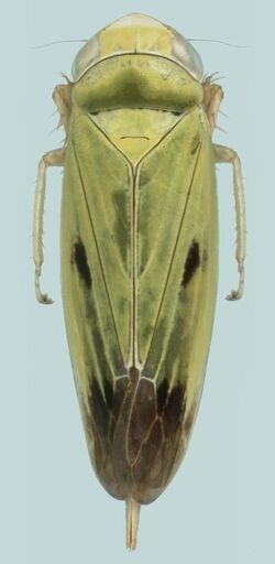 Green leafhopper (Nephotettix virescens) UGA5190052.jpg