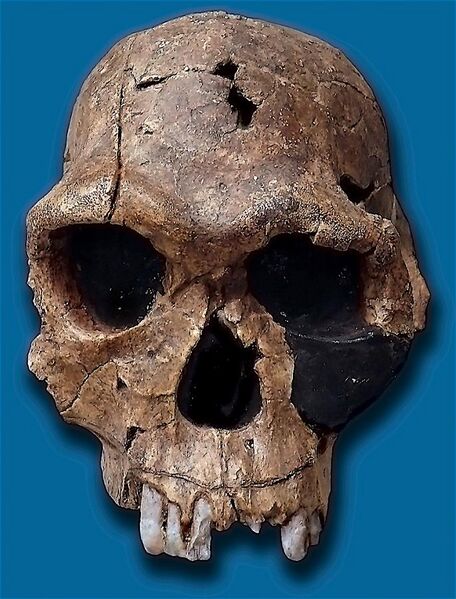 File:Homo habilis-KNM ER 1813.jpg