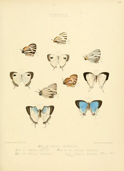 Illustrations of diurnal Lepidoptera 33.jpg