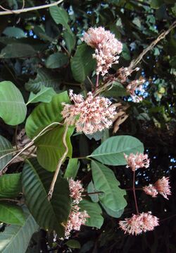 Ixora elongata 08.JPG