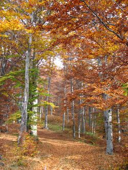 Jablanik - zapadna Srbija - mesto Debelo brdo - Na putu ka vrhu Jablanika - Bukova šuma u jesen 1.jpg