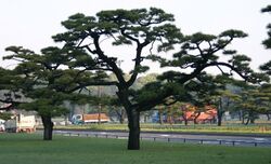 Japanese Black Pine, National Garden, Tokyo.jpg