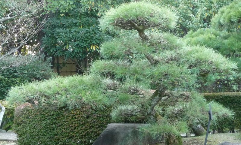 File:Japanese Black Pine in Ichikawa Chiba.jpg