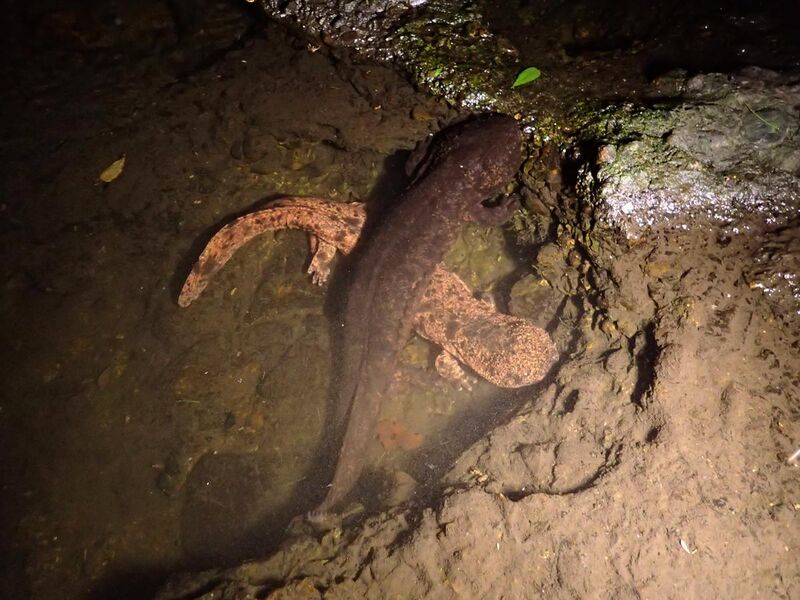 File:Japanese giant salamanders in Tottori Prefecture, Japan.jpg