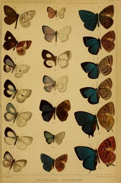 Journal of the Bombay Natural History Society Vol 9 PlateO.jpg