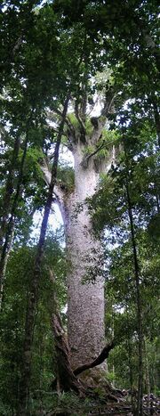 A very large grey tree in a jungle-like setting