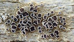 Lecanora xylophila 114241393.jpg