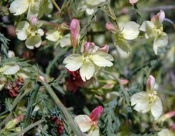 Lechenaultia linarioides.jpg