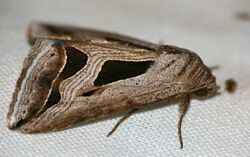 Long Triangle Moth (Cuneisigna obstans) (31636819254).jpg