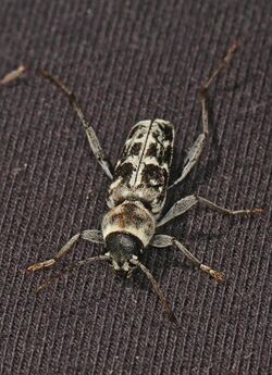 Longhorned Beetle - Xylotrechus albonotatus, Packer Lake, California.jpg