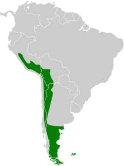 Lophonetta specularioides map.svg