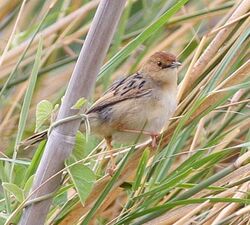 Luapula Cisticola.jpg