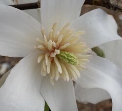 Magnolia salicifolia flower.jpg