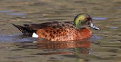 Male chestnut teal.jpg